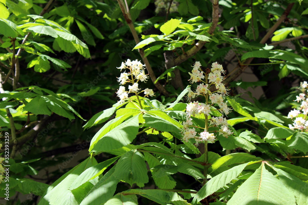 Obraz premium Texture of chestnut tree flowers with green leaves in spring