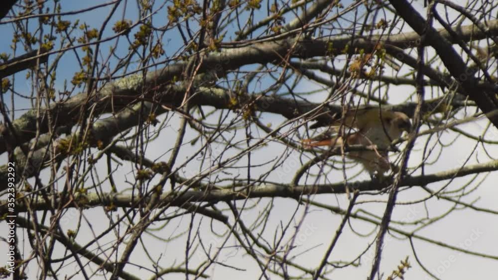 Broad Winged Hawk Attacks Tree Broad Winged Hawk Attacks Tree