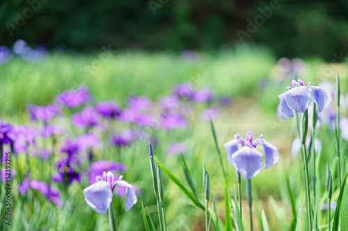 Wallpaper Mural ハナショウブと菖蒲田2 Torontodigital.ca