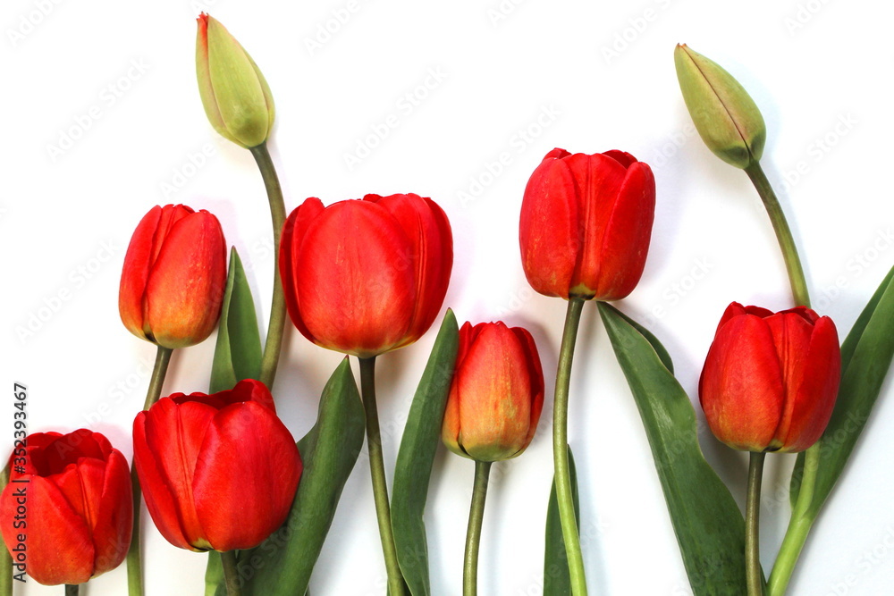 Fototapeta premium Red tulips lie on a white background