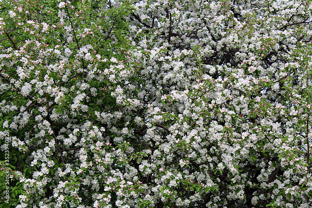 Texture spring white flowers of apple tree