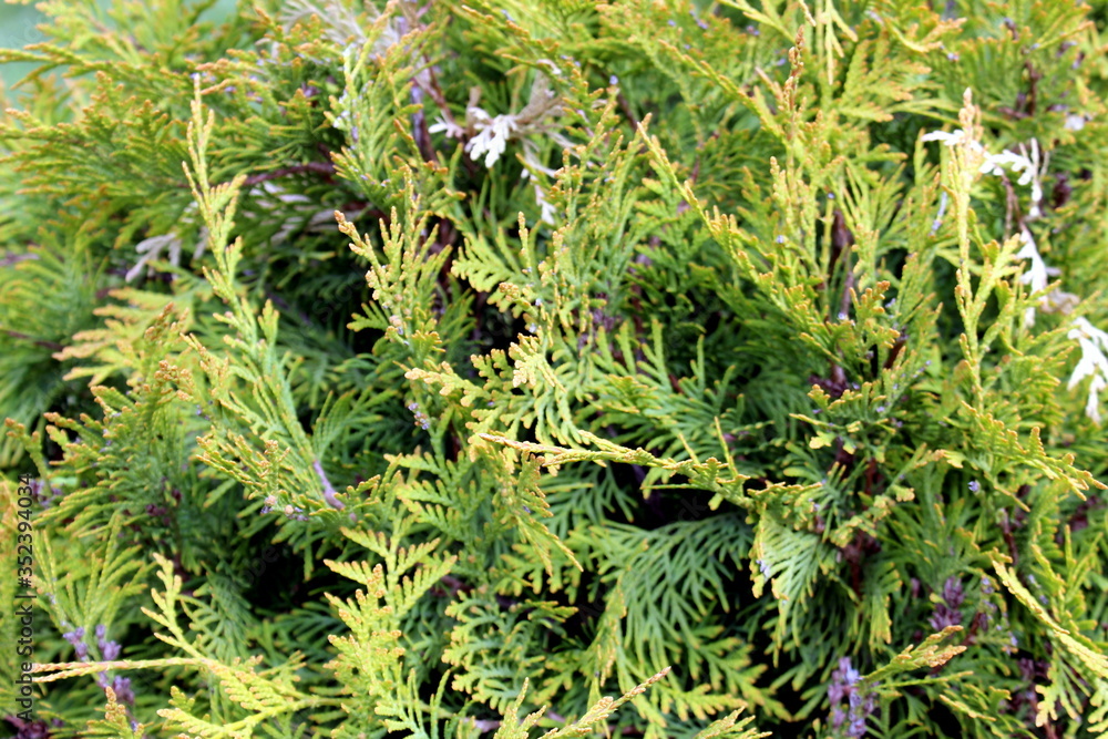 Texture of coniferous branches of green with yellow Texture of coniferous branches of green with yellow