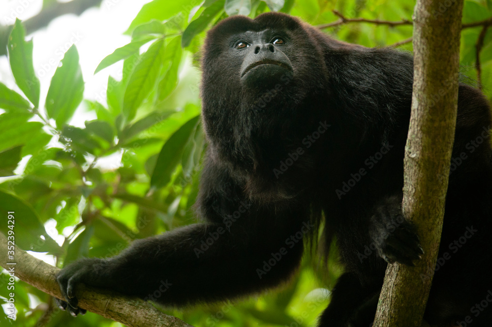 Fototapeta premium Macho adulto de Mono Aullador (Alouatta pigra) en las ramas de un árbol en el Río Palizada, Campeche, México.