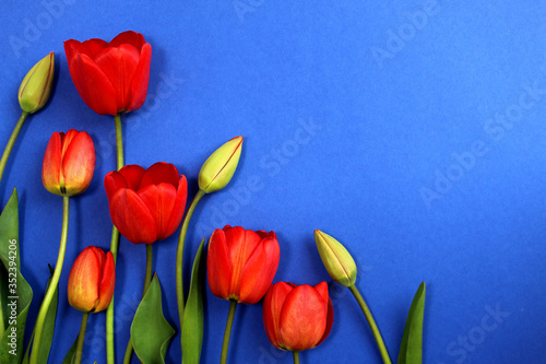 Texture of red tulips on a blue background with a place for an inscription #352394206