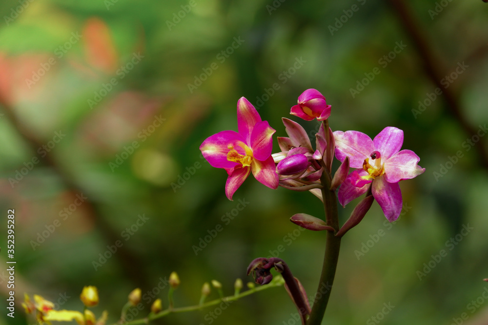 Purple orchid blooming at wild jungle Purple orchid blooming at wild jungle