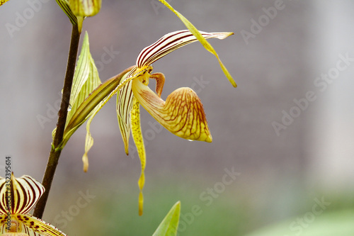 Paphiopedilum parishii flower orchid closeup background photo