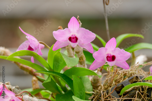 dendrobium parishii orchid flower. Purple orchid flower blooming in the wild photo