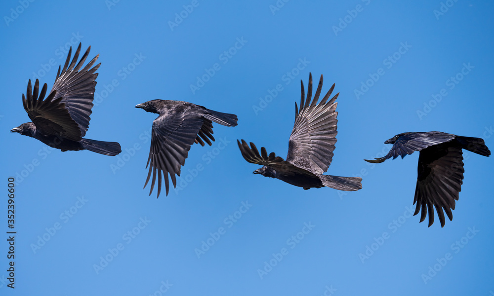 flying sequence of a isolated crow against a blue clear sky
