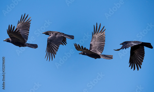 Obraz na płótnie flying sequence of a isolated crow against a blue clear sky w salonie