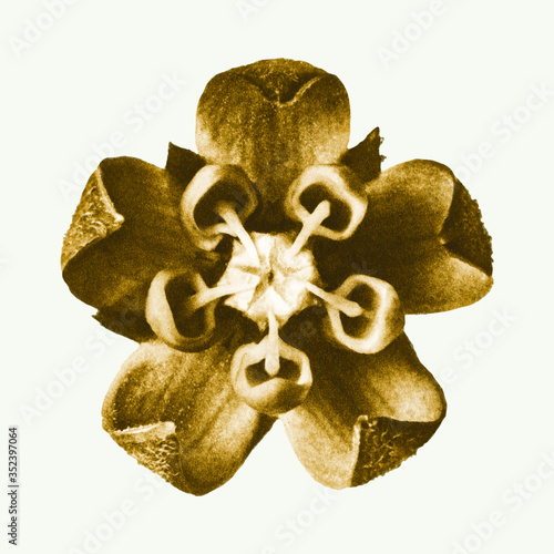 Asclepias Syriaca botany bloom vector photo