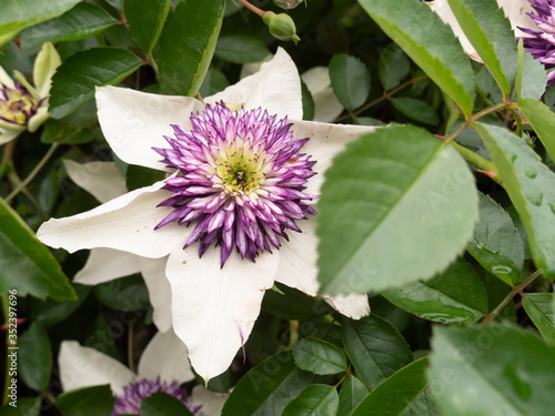 クレマチスフロリダ