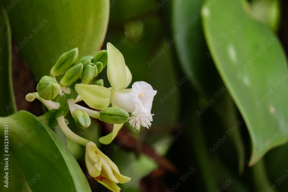 Obraz premium Vanilla flower or Thai Vanilla plant in nature (Vanilla siamensis)