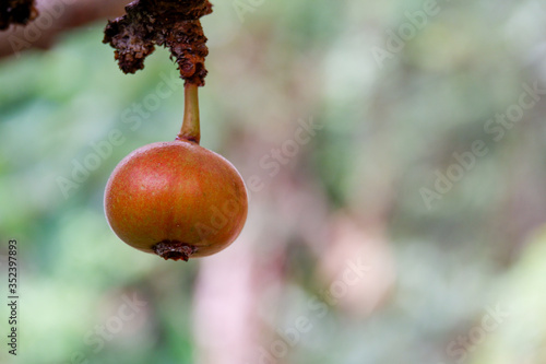 Beautiful rip fig fruit background