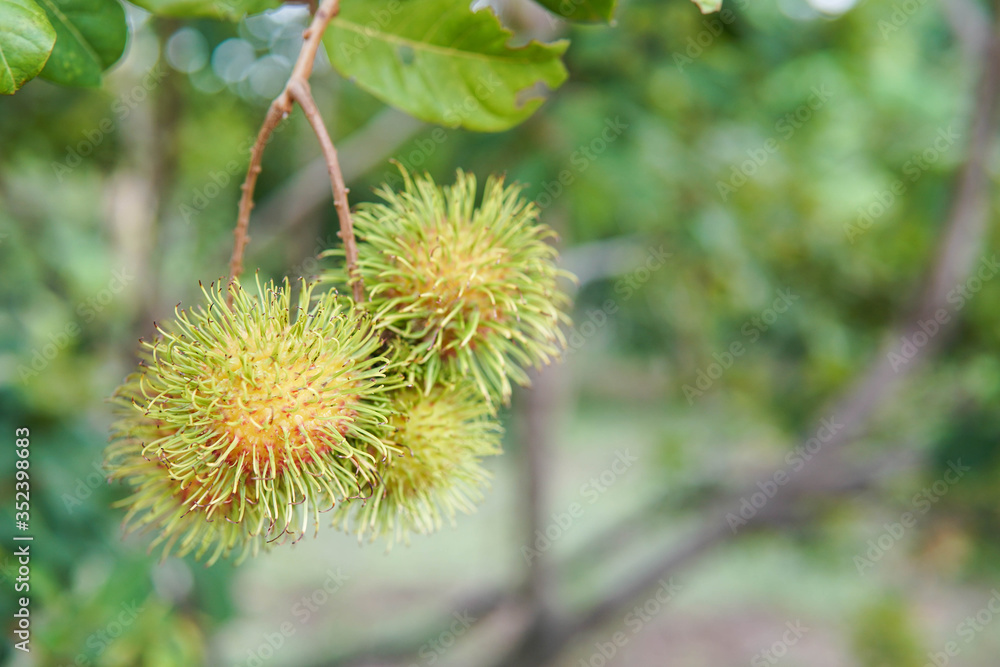 Rambutan on rambutan tree ready to harvest Rambutan on rambutan tree ready to harvest