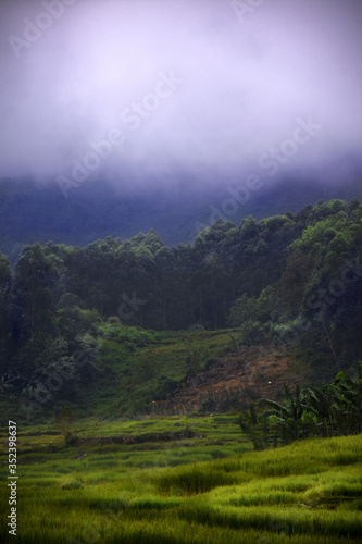 Paddy Field  in Sri Lanka