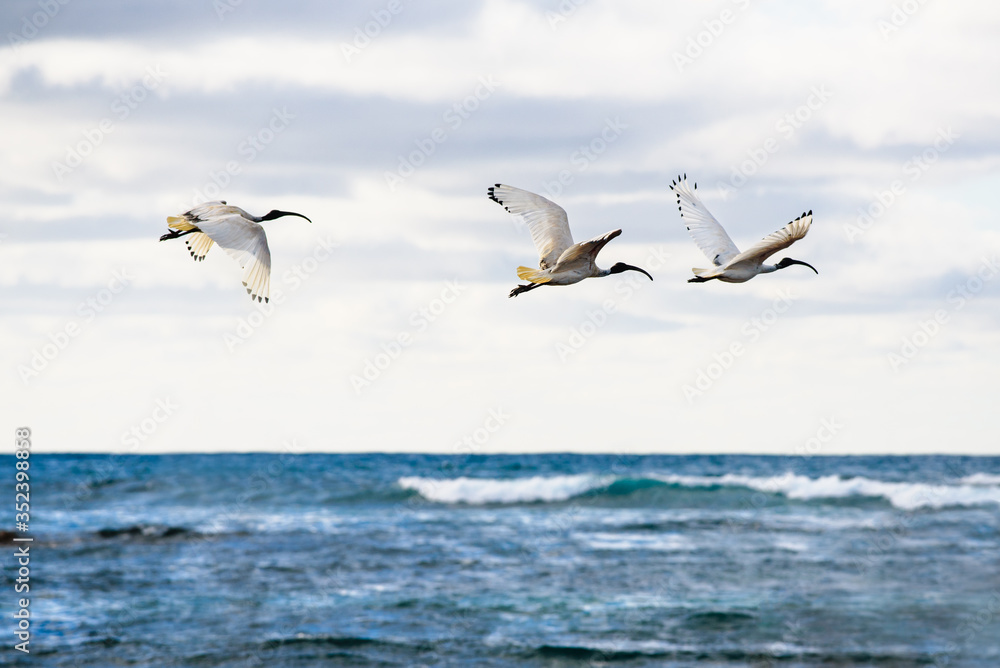 Three Australian white ibis, Threskiornis Moluccan, flying over the sea at Port Fairy, Victoria Australia. These water or wading birds are sometimes called bin chickens 