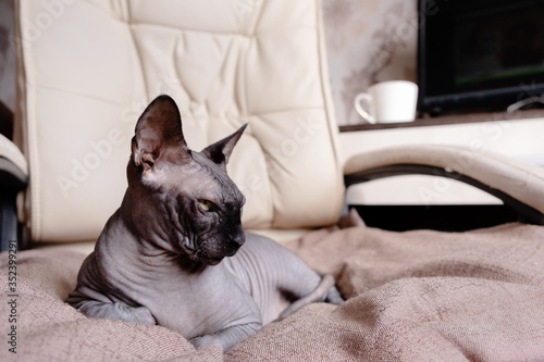 Grey Canadian Sphynx lying on an armchair. Cat sleeping and looking in the sun. Top horizontal view copyspace pet care