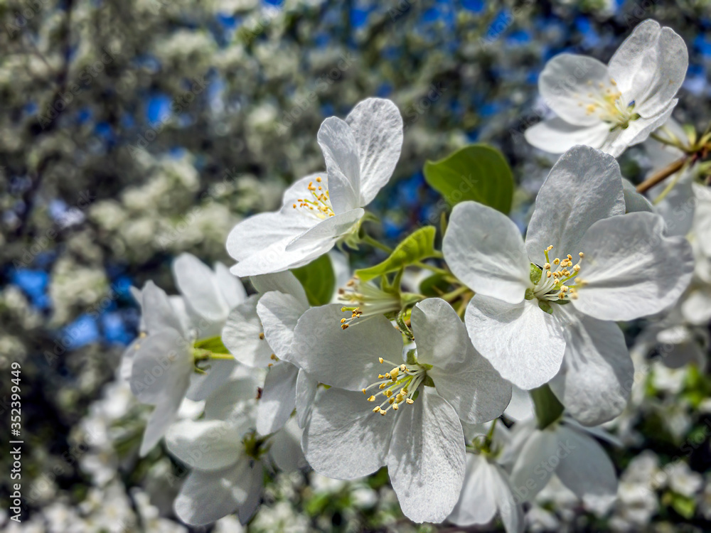 White blooming apple trees in spring sunny day against the sky. The freshness of spring. For postcard. Copy space for text, close up White blooming apple trees in spring sunny day against the sky. The freshness of spring. For postcard. Copy space for text, close up