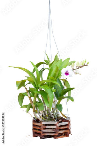 White and purple Orchid flower bloom and hanging in wooden pot with rain drops in the garden isolated on white background included clipping path.