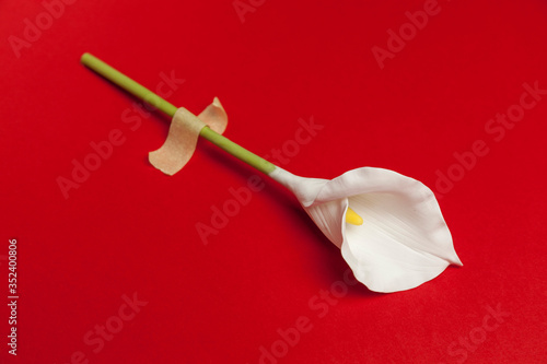 Calla flower with sticky tape isolated on flat lay red background. Minimal spring wedding or birthday gift card. Tropical floral delicate celebration decor. photo