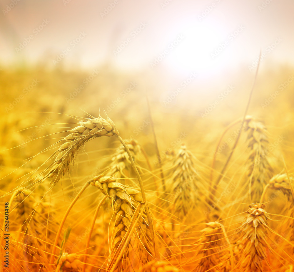 Gold Wheat on the Beautiful Field Gold Wheat on the Beautiful Field