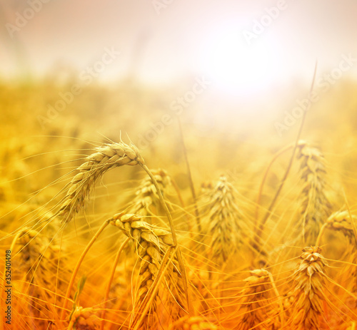 Gold Wheat on the Beautiful Field