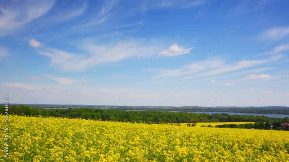 Rape Field Panorama - pan to the right Rape Field Panorama - pan to the right