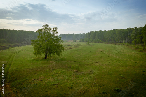 Glade in the forest with green grass and a detached tree.