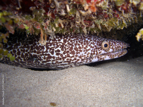 Fototapeta Naklejka Na Ścianę i Meble -  Spotted Moray Eel
