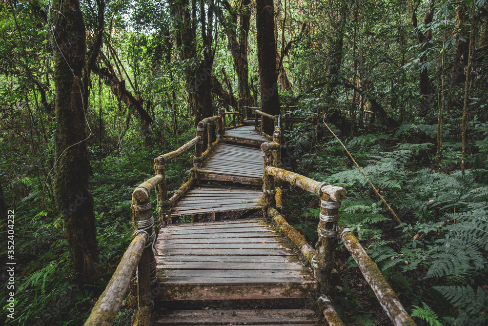 wooden bridge in the forest wooden bridge in the forest