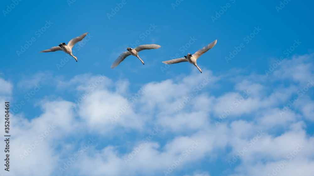 Flying swans 