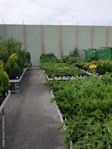 Vertical photo of a greenhouse with thuja and green leaves. Beautiful low green bush in the open air. Beautiful green garden plant. Garden or shop design with plants. Nursery of green plants open air © Leria Kaleria