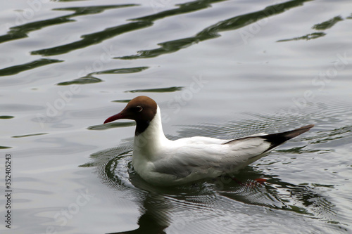 duck on the water © Nikolaj