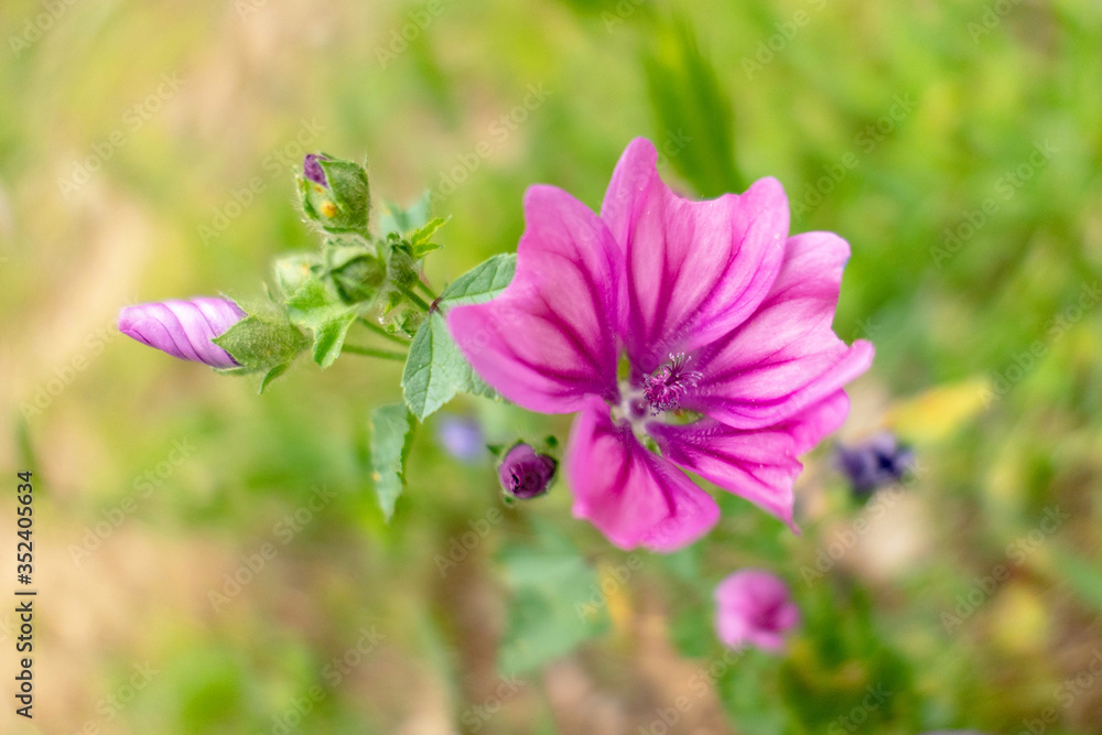 violet colored wild flower in the meadows, blurred background violet colored wild flower in the meadows, blurred background