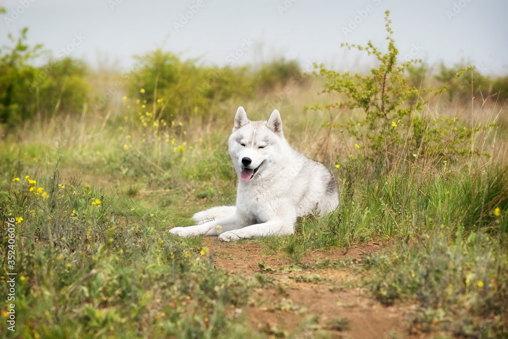 Obraz premium A portrait of a young grey and white Siberian husky male dog with closed eyeys. He is lying down and enjoying resting. There is a lot of greenery, yellow flowers around him. The sky is grey..