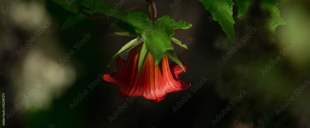 Beautiful Bicacaro flower, endemic plant of Canary islands, Canarina canariensis Beautiful Bicacaro flower, endemic plant of Canary islands, Canarina canariensis