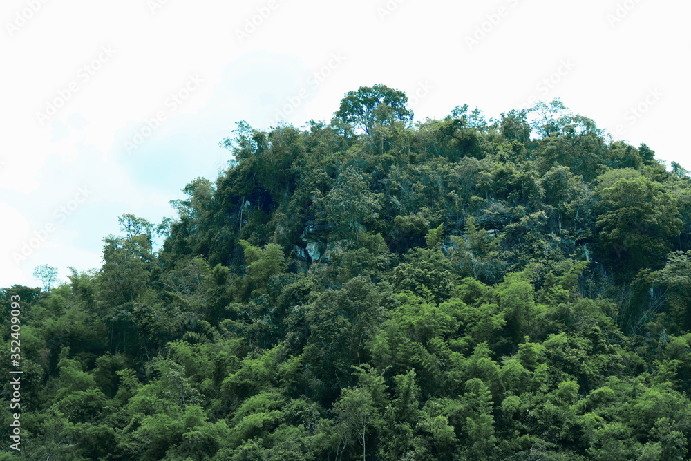 Trees that occur on the cliffs of limestone mountains