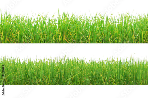 Green Grass Border isolated on white background.The grass is native to Thailand is very popular in the front