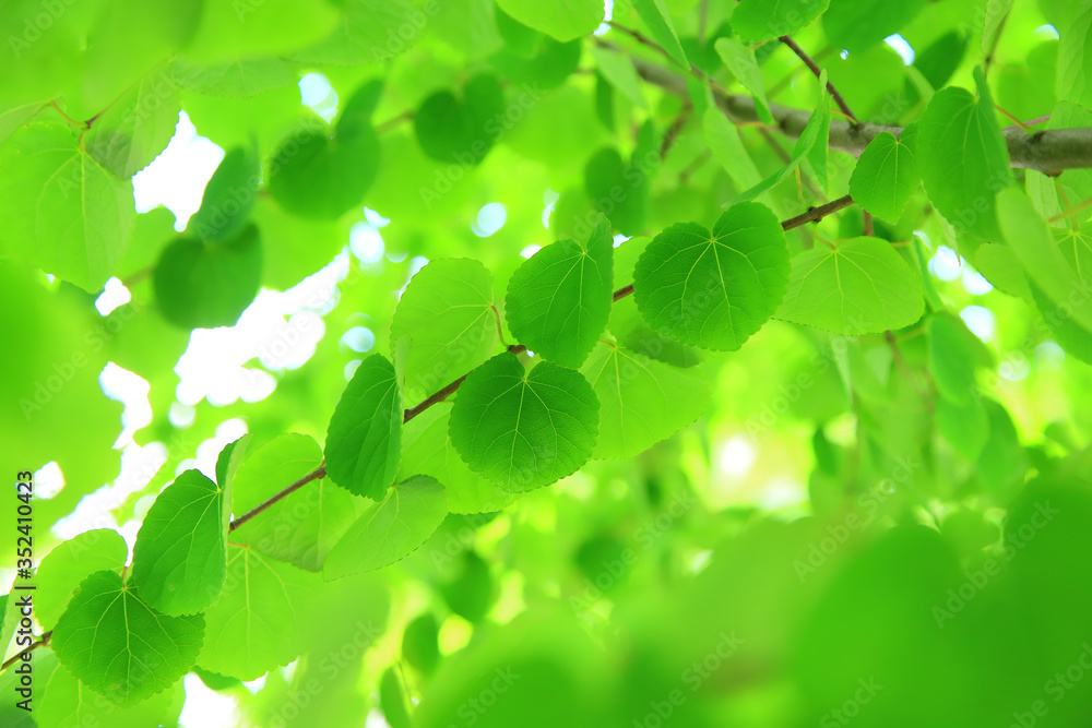 Heart shaped leaves Heart shaped leaves
