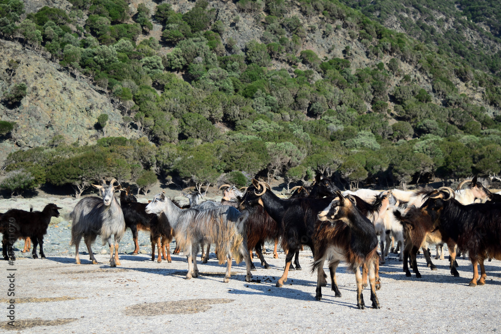 Obraz premium herd of semi-wild goats at Kipos beach in Samothrace island, Samothraki, Greece, Aegean sea