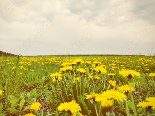 Green field of spring yellow spring flowers. Dandelions plants closeup. 