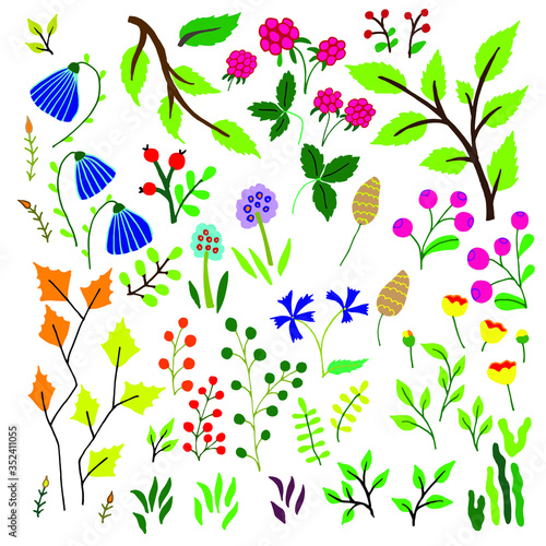 Vector illustration of a set of ripe berries, flowers, forest plants, healing herbs. Isolated botanical elements of cornflower, bluebell, poppy, lingonberry, aspen, birch. Organic natural food.