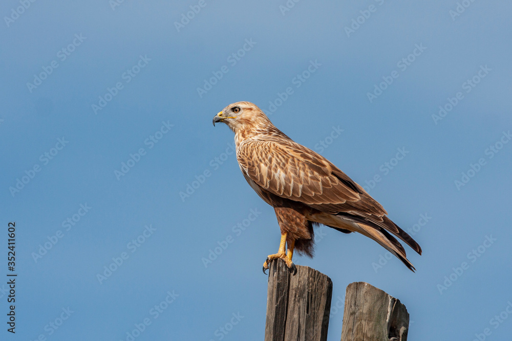 Long-legged Buzzard, (Buteo rufinus) bird in the natural habitat. Long-legged Buzzard, (Buteo rufinus) bird in the natural habitat.