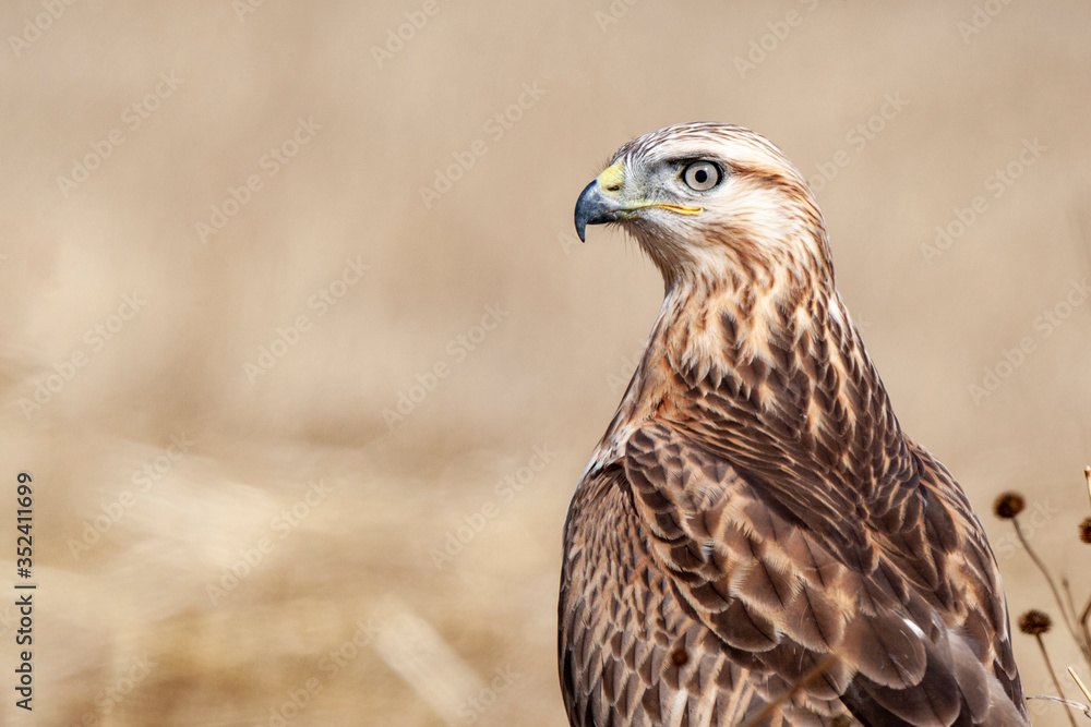 Long-legged Buzzard, (Buteo rufinus) bird in the natural habitat. Long-legged Buzzard, (Buteo rufinus) bird in the natural habitat.