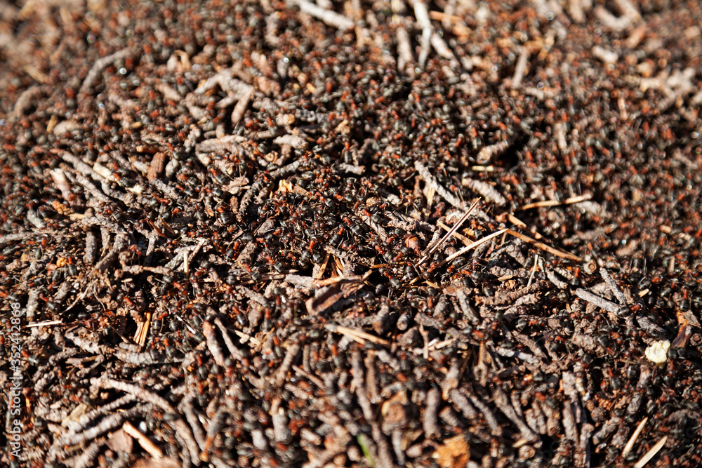 lots of red and black ants in an ant hill lots of red and black ants in an ant hill