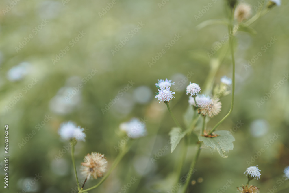 Flowers in the farm. Flowers in the farm.