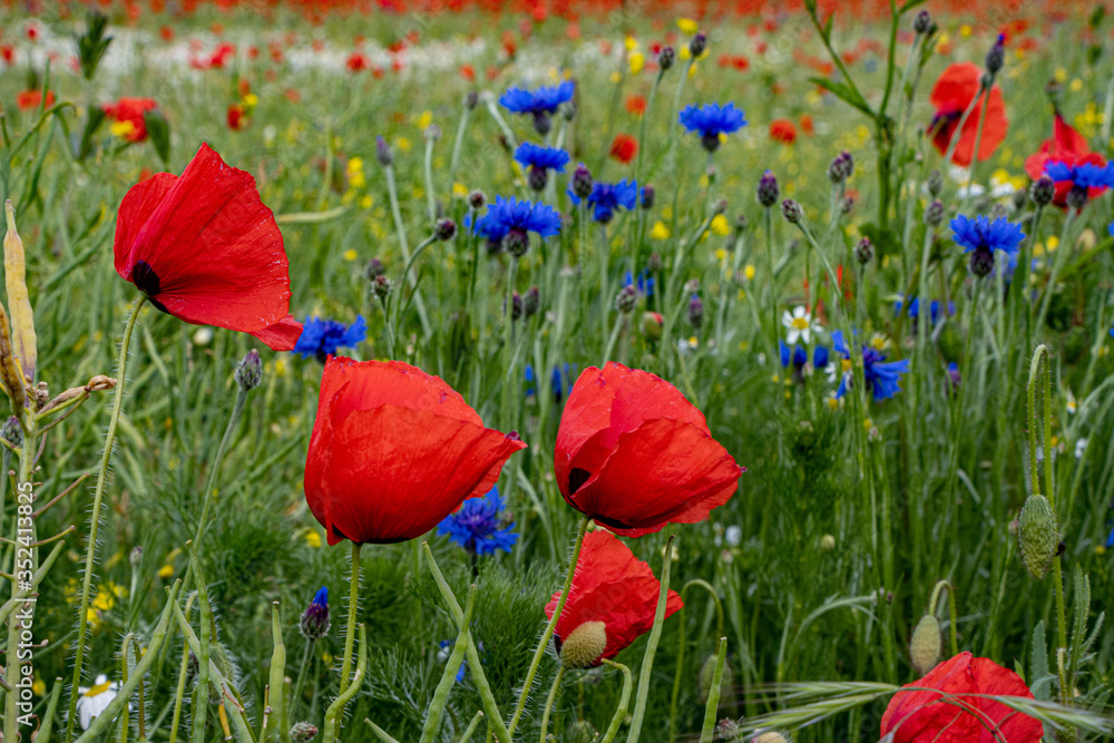 Obraz premium Mohnblumen, Kornblumen