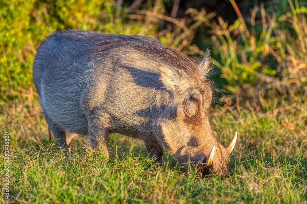 A Warthog in Addo Elephant National Park A Warthog in Addo Elephant National Park