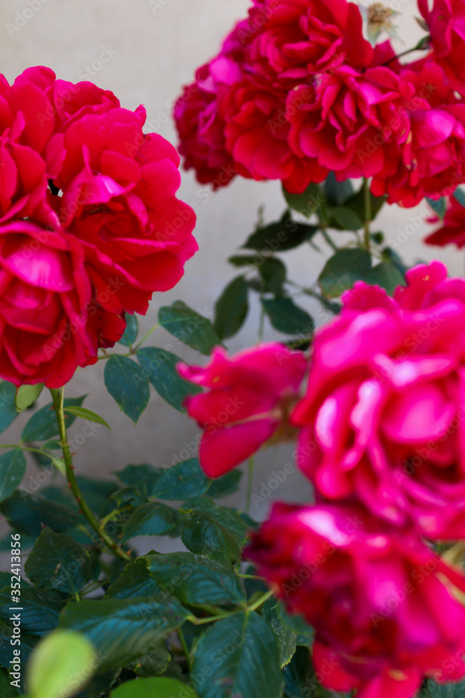 Pink flowers grow in the garden around the greenery