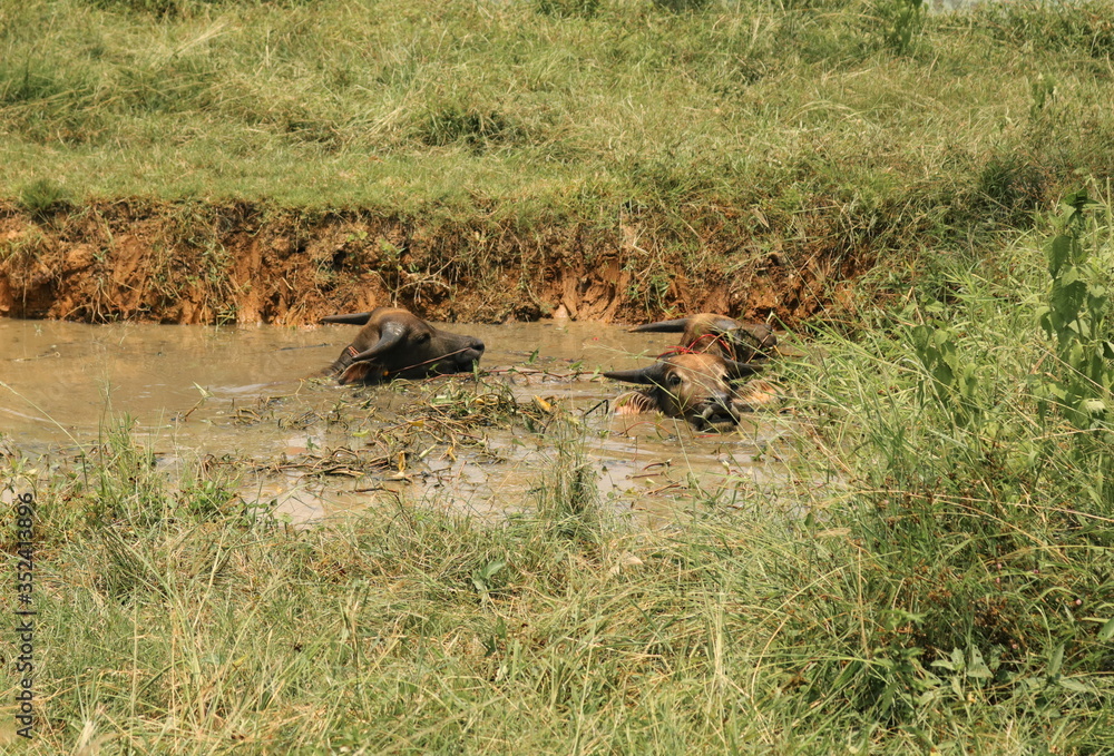 Buffalo swimming in the swamp
Buffalo swimming in the swamp